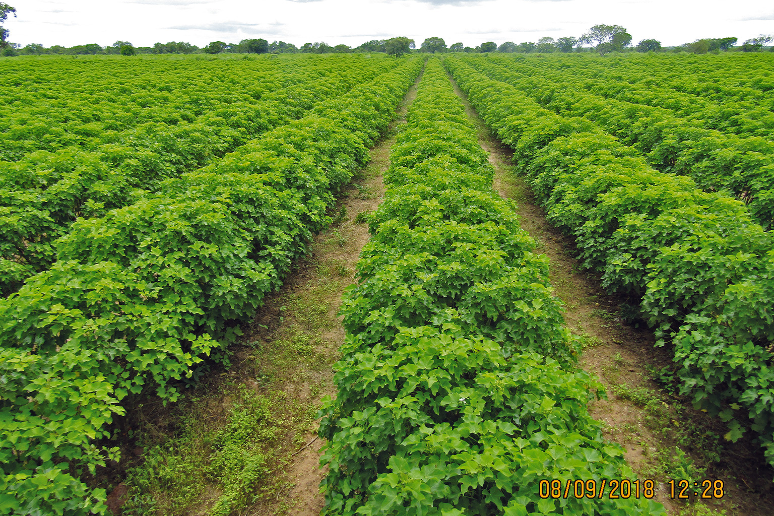 The Art of Drawing Readers In: Your attractive post title goes here Jatropha 7