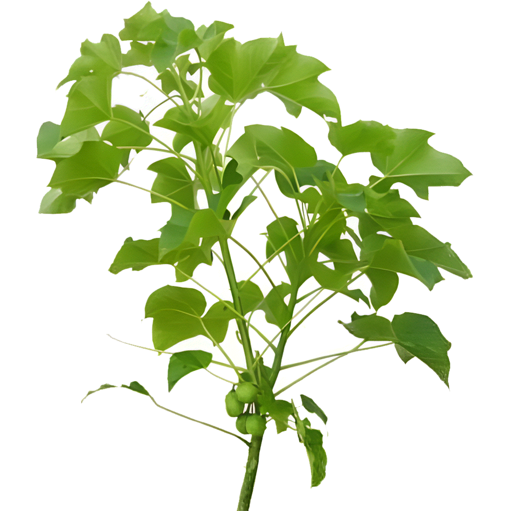 jatropha leaves