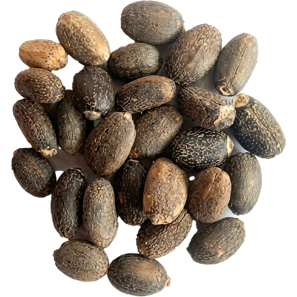 jatropha seeds