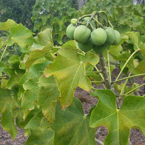 Mastering the First Impression: Your intriguing post title goes here Jatropha Curcas
